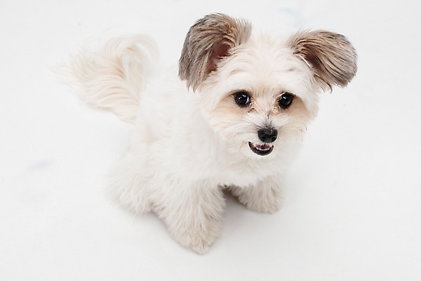 포토 JPG 스튜디오촬영 동물 한마리 반려견 실내 누끼 사람없음 앞모습 반려동물 하이앵글 귀여움 흰색 개 강아지 흰배경 반려 믹스견 국내포토 1 뷰포인트 컬러 백그라운드 컨셉 포유류 내부 파일형식