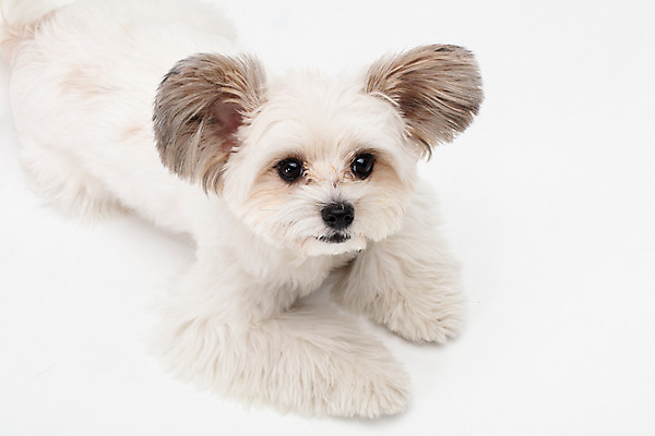 포토 JPG 스튜디오촬영 동물 한마리 반려견 실내 누끼 사람없음 앞모습 반려동물 하이앵글 귀여움 흰색 개 강아지 흰배경 반려 믹스견 국내포토 1 뷰포인트 컬러 백그라운드 컨셉 포유류 내부 파일형식