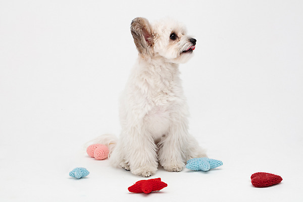 포토 JPG 스튜디오촬영 동물 한마리 반려견 인형 실내 누끼 사람없음 앞모습 반려동물 장난감 귀여움 흰색 개 강아지 흰배경 반려 믹스견 국내포토 1 뷰포인트 컬러 백그라운드 컨셉 포유류 내부 파일형식
