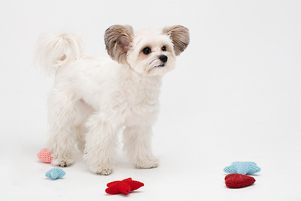 포토 JPG 스튜디오촬영 동물 한마리 반려견 인형 실내 누끼 사람없음 옆모습 반려동물 장난감 귀여움 흰색 개 강아지 흰배경 반려 믹스견 국내포토 1 뷰포인트 컬러 백그라운드 컨셉 포유류 내부 파일형식