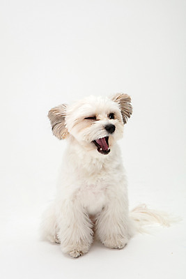 포토 JPG 스튜디오촬영 동물 한마리 반려견 실내 윙크 누끼 사람없음 앞모습 반려동물 귀여움 흰색 개 강아지 흰배경 반려 믹스견 국내포토 1 뷰포인트 컬러 백그라운드 컨셉 포유류 표정 내부 파일형식