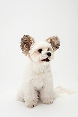 포토 JPG 스튜디오촬영 동물 한마리 반려견 실내 누끼 사람없음 앞모습 반려동물 귀여움 흰색 개 강아지 흰배경 반려 믹스견 국내포토 1 뷰포인트 컬러 백그라운드 컨셉 포유류 내부 파일형식