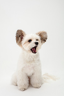 포토 JPG 스튜디오촬영 동물 한마리 반려견 실내 누끼 사람없음 앞모습 반려동물 귀여움 흰색 개 강아지 흰배경 반려 믹스견 국내포토 1 뷰포인트 컬러 백그라운드 컨셉 포유류 내부 파일형식