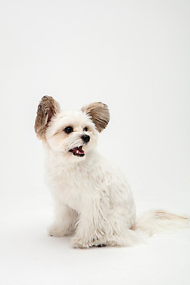 포토 JPG 스튜디오촬영 동물 한마리 반려견 실내 누끼 사람없음 옆모습 반려동물 귀여움 흰색 개 강아지 흰배경 반려 믹스견 국내포토 1 뷰포인트 컬러 백그라운드 컨셉 포유류 내부 파일형식