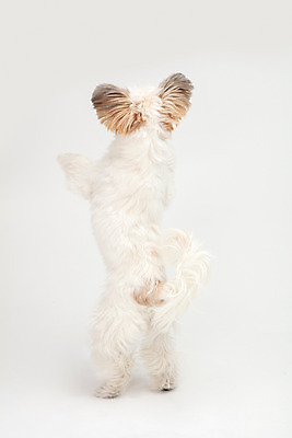 포토 JPG 스튜디오촬영 동물 한마리 반려견 실내 누끼 사람없음 뒷모습 반려동물 귀여움 흰색 개 강아지 흰배경 반려 믹스견 국내포토 1 뷰포인트 컬러 백그라운드 컨셉 포유류 내부 파일형식