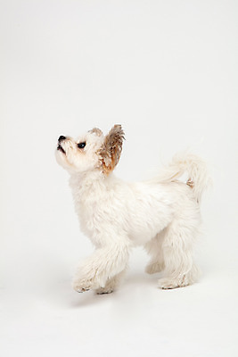 포토 JPG 스튜디오촬영 동물 한마리 반려견 실내 누끼 사람없음 옆모습 반려동물 귀여움 흰색 개 강아지 흰배경 반려 믹스견 국내포토 1 뷰포인트 컬러 백그라운드 컨셉 포유류 내부 파일형식