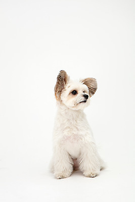 포토 JPG 스튜디오촬영 동물 한마리 반려견 실내 누끼 사람없음 앞모습 반려동물 귀여움 흰색 개 강아지 흰배경 반려 믹스견 국내포토 1 뷰포인트 컬러 백그라운드 컨셉 포유류 내부 파일형식