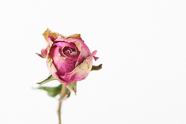 포토 JPG 스튜디오촬영 식물 꽃 건조 실내 사람없음 장미 오브젝트 흰배경 드라이플라워 국내포토 백그라운드 내부 흰색 파일형식