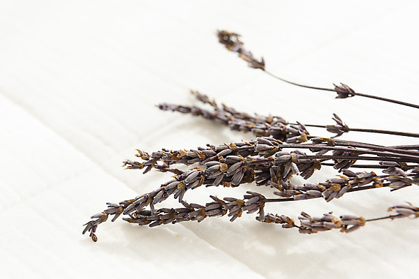 포토 JPG 스튜디오촬영 식물 꽃 건조 실내 근접촬영 사람없음 다발 오브젝트 흰배경 라벤더 드라이플라워 국내포토 뷰포인트 백그라운드 내부 흰색 허브 파일형식