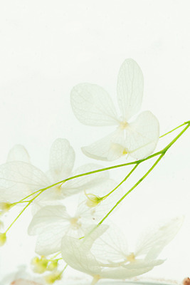 포토 JPG 스튜디오촬영 식물 꽃 백그라운드 건조 실내 사람없음 흰색 오브젝트 흰배경 용액 드라이플라워 디퓨저 국내포토 컬러 내부 파일형식