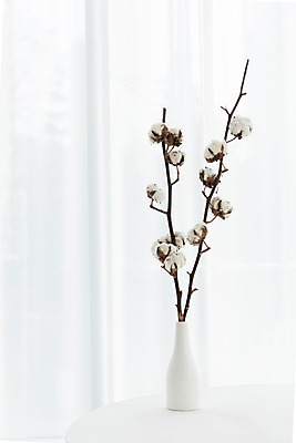 포토 JPG 스튜디오촬영 식물 꽃 백그라운드 실내 사람없음 꽃병 흰색 오브젝트 흰배경 목화꽃 국내포토 컬러 내부 파일형식