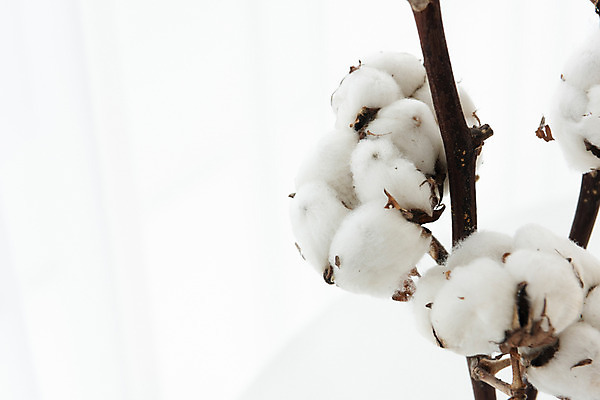 포토 JPG 스튜디오촬영 식물 꽃 백그라운드 실내 근접촬영 사람없음 흰색 오브젝트 흰배경 목화꽃 국내포토 뷰포인트 컬러 내부 파일형식