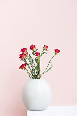 포토 JPG 스튜디오촬영 식물 꽃 건조 실내 사람없음 장미 꽃병 오브젝트 드라이플라워 분홍색배경 국내포토 분홍색 백그라운드 내부 파일형식