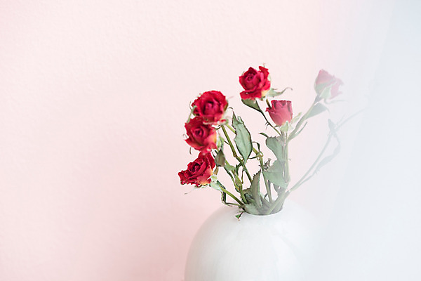 포토 JPG 스튜디오촬영 식물 꽃 건조 실내 사람없음 장미 꽃병 오브젝트 드라이플라워 분홍색배경 국내포토 분홍색 백그라운드 내부 파일형식