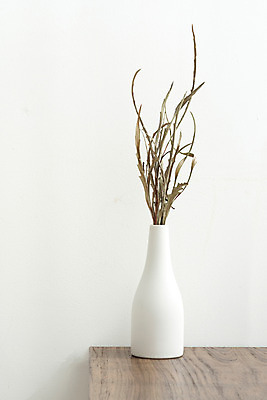 포토 JPG 스튜디오촬영 식물 꽃 건조 실내 사람없음 꽃병 흰색 오브젝트 흰배경 드라이플라워 그레빌리아 국내포토 컬러 백그라운드 내부 파일형식