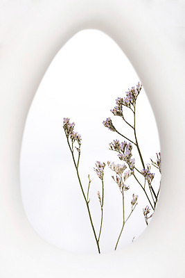 포토 JPG 스튜디오촬영 식물 꽃 건조 실내 사람없음 흰색 구멍 오브젝트 흰배경 드라이플라워 오하이오블루 국내포토 컬러 백그라운드 내부 파일형식