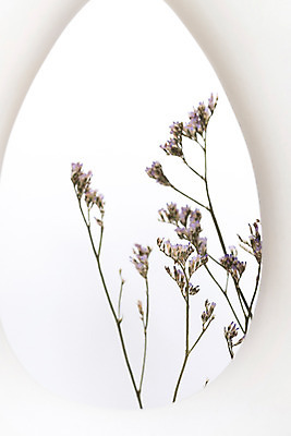 포토 JPG 스튜디오촬영 식물 꽃 건조 실내 사람없음 흰색 구멍 오브젝트 흰배경 드라이플라워 오하이오블루 국내포토 컬러 백그라운드 내부 파일형식