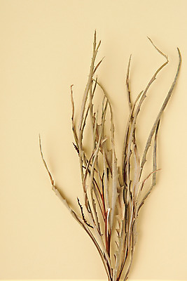 포토 JPG 스튜디오촬영 식물 꽃 건조 실내 사람없음 하이앵글 다발 오브젝트 드라이플라워 그레빌리아 베이지색배경 플랫레이 국내포토 뷰포인트 백그라운드 내부 플랫 베이지색 파일형식