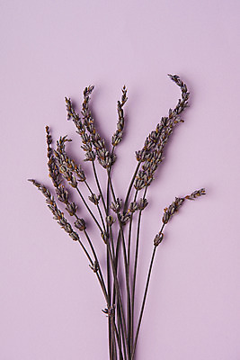 포토 JPG 스튜디오촬영 식물 꽃 건조 실내 사람없음 하이앵글 보라색 다발 허브 오브젝트 라벤더 드라이플라워 보라색배경 플랫레이 국내포토 뷰포인트 컬러 백그라운드 내부 플랫 파일형식