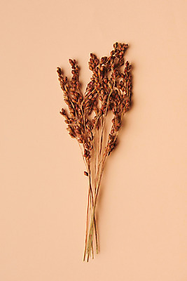 포토 JPG 스튜디오촬영 식물 꽃 건조 실내 사람없음 하이앵글 오브젝트 드라이플라워 수수 플랫레이 코랄배경 국내포토 뷰포인트 백그라운드 내부 플랫 파일형식 코랄