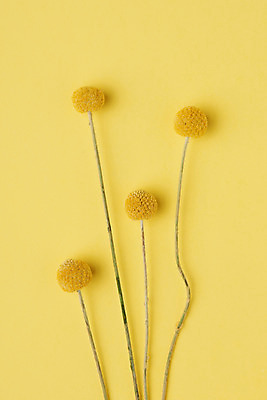 포토 JPG 스튜디오촬영 식물 꽃 건조 실내 사람없음 하이앵글 노란색 오브젝트 드라이플라워 노란배경 플랫레이 골든볼 국내포토 뷰포인트 컬러 백그라운드 내부 플랫 파일형식