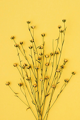 포토 JPG 스튜디오촬영 식물 꽃 건조 실내 사람없음 하이앵글 노란색 오브젝트 드라이플라워 노란배경 아마 플랫레이 국내포토 뷰포인트 컬러 백그라운드 내부 플랫 파일형식