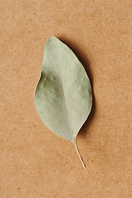 포토 JPG 스튜디오촬영 식물 꽃 잎 나뭇잎 건조 실내 사람없음 하이앵글 오브젝트 드라이플라워 플랫레이 갈색배경 국내포토 뷰포인트 백그라운드 내부 갈색 플랫 파일형식