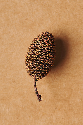 포토 JPG 스튜디오촬영 식물 열매 꽃 건조 실내 사람없음 하이앵글 오브젝트 드라이플라워 플랫레이 갈색배경 오리나무열매 국내포토 뷰포인트 백그라운드 내부 갈색 플랫 파일형식