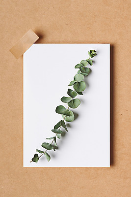 포토 JPG 스튜디오촬영 식물 꽃 종이 건조 실내 선물 사람없음 하이앵글 오브젝트 엽서 드라이플라워 유칼립투스 플랫레이 마스킹테이프 갈색배경 국내포토 뷰포인트 백그라운드 내부 갈색 플랫 편지 테이프 파일형식