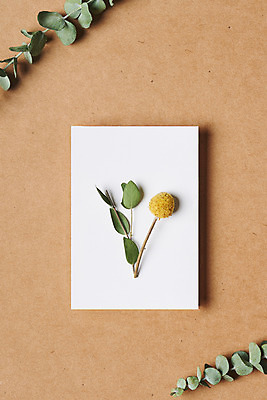 포토 JPG 스튜디오촬영 식물 꽃 종이 잎 건조 실내 선물 사람없음 하이앵글 오브젝트 엽서 드라이플라워 유칼립투스 플랫레이 골든볼 갈색배경 국내포토 뷰포인트 백그라운드 내부 갈색 플랫 편지 파일형식