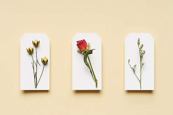 포토 JPG 스튜디오촬영 식물 꽃 건조 실내 선물 사람없음 하이앵글 장미 꼬리표 오브젝트 드라이플라워 네임텍 노란배경 아마 플랫레이 오하이오블루 국내포토 뷰포인트 백그라운드 내부 노란색 라벨 플랫 파일형식