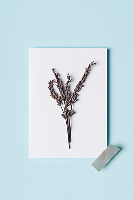 포토 JPG 스튜디오촬영 식물 꽃 종이 건조 실내 선물 사람없음 하이앵글 허브 오브젝트 파란배경 엽서 라벤더 드라이플라워 플랫레이 마스킹테이프 국내포토 뷰포인트 백그라운드 내부 파란색 플랫 편지 테이프 파일형식