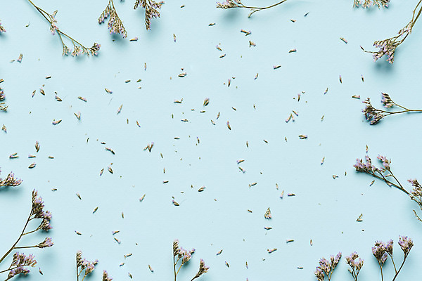 포토 JPG 스튜디오촬영 식물 꽃잎 꽃 하늘색 건조 실내 사람없음 하이앵글 오브젝트 파란배경 드라이플라워 플랫레이 오하이오블루 국내포토 뷰포인트 백그라운드 내부 파란색 플랫 파일형식