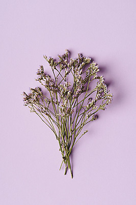 포토 JPG 스튜디오촬영 식물 꽃 건조 실내 사람없음 하이앵글 보라색 여러개 다발 오브젝트 드라이플라워 보라색배경 플랫레이 오하이오블루 국내포토 뷰포인트 컬러 다수 백그라운드 내부 플랫 파일형식