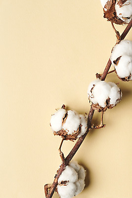 포토 JPG 스튜디오촬영 식물 꽃 실내 사람없음 하이앵글 나뭇가지 오브젝트 노란배경 목화꽃 플랫레이 국내포토 나무 뷰포인트 백그라운드 내부 노란색 플랫 파일형식