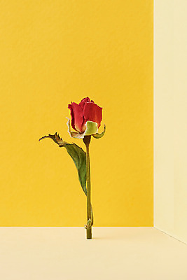 포토 JPG 스튜디오촬영 식물 꽃 건조 실내 사람없음 장미 노란색 오브젝트 송이 드라이플라워 노란배경 국내포토 컬러 백그라운드 내부 파일형식