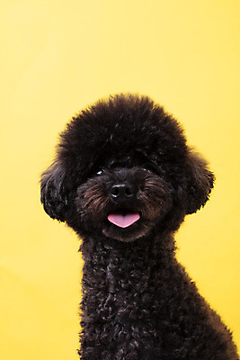 포토 JPG 스튜디오촬영 동물 한마리 반려견 실내 누끼 근접촬영 사람없음 앞모습 반려동물 귀여움 개 강아지 푸들 노란배경 반려 블랙푸들 국내포토 1 뷰포인트 백그라운드 컨셉 포유류 내부 노란색 파일형식