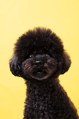 포토 JPG 스튜디오촬영 동물 한마리 반려견 실내 누끼 근접촬영 사람없음 앞모습 반려동물 귀여움 개 강아지 푸들 노란배경 반려 블랙푸들 국내포토 1 뷰포인트 백그라운드 컨셉 포유류 내부 노란색 파일형식
