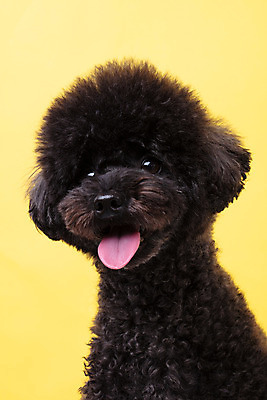 포토 JPG 스튜디오촬영 동물 한마리 반려견 실내 누끼 근접촬영 사람없음 앞모습 반려동물 귀여움 개 강아지 푸들 노란배경 반려 블랙푸들 국내포토 1 뷰포인트 백그라운드 컨셉 포유류 내부 노란색 파일형식
