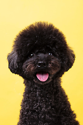 포토 JPG 스튜디오촬영 동물 한마리 반려견 실내 누끼 근접촬영 사람없음 앞모습 반려동물 귀여움 개 강아지 푸들 노란배경 반려 블랙푸들 국내포토 1 뷰포인트 백그라운드 컨셉 포유류 내부 노란색 파일형식