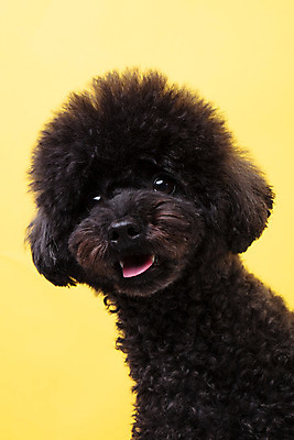 포토 JPG 스튜디오촬영 동물 한마리 반려견 실내 누끼 근접촬영 사람없음 앞모습 반려동물 귀여움 개 강아지 푸들 노란배경 반려 블랙푸들 국내포토 1 뷰포인트 백그라운드 컨셉 포유류 내부 노란색 파일형식