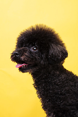 포토 JPG 스튜디오촬영 동물 한마리 반려견 실내 누끼 근접촬영 사람없음 옆모습 반려동물 귀여움 개 강아지 푸들 노란배경 반려 블랙푸들 국내포토 1 뷰포인트 백그라운드 컨셉 포유류 내부 노란색 파일형식