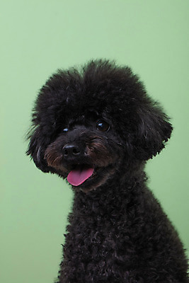 포토 JPG 스튜디오촬영 동물 한마리 반려견 실내 누끼 근접촬영 사람없음 앞모습 반려동물 귀여움 개 강아지 푸들 반려 초록배경 블랙푸들 국내포토 1 뷰포인트 백그라운드 컨셉 포유류 내부 초록색 파일형식