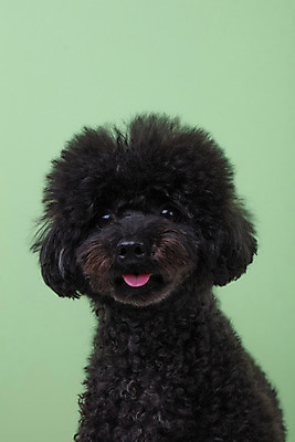 포토 JPG 스튜디오촬영 동물 한마리 반려견 실내 누끼 근접촬영 사람없음 앞모습 반려동물 귀여움 개 강아지 푸들 반려 초록배경 블랙푸들 국내포토 1 뷰포인트 백그라운드 컨셉 포유류 내부 초록색 파일형식