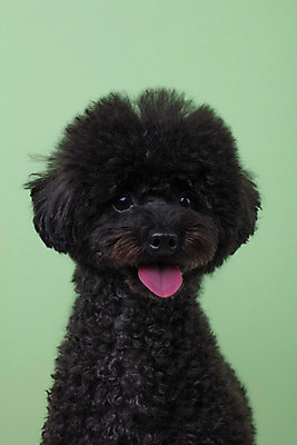 포토 JPG 스튜디오촬영 동물 한마리 반려견 실내 누끼 근접촬영 사람없음 앞모습 반려동물 귀여움 개 강아지 푸들 반려 초록배경 블랙푸들 국내포토 1 뷰포인트 백그라운드 컨셉 포유류 내부 초록색 파일형식