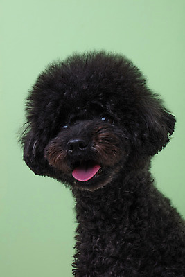 포토 JPG 스튜디오촬영 동물 한마리 반려견 실내 누끼 근접촬영 사람없음 앞모습 반려동물 귀여움 개 강아지 푸들 반려 초록배경 블랙푸들 국내포토 1 뷰포인트 백그라운드 컨셉 포유류 내부 초록색 파일형식
