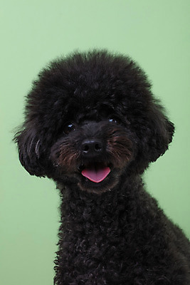 포토 JPG 스튜디오촬영 동물 한마리 반려견 실내 누끼 근접촬영 사람없음 앞모습 반려동물 귀여움 개 강아지 푸들 반려 초록배경 블랙푸들 국내포토 1 뷰포인트 백그라운드 컨셉 포유류 내부 초록색 파일형식