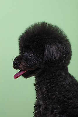 포토 JPG 스튜디오촬영 동물 한마리 반려견 실내 누끼 근접촬영 사람없음 옆모습 반려동물 귀여움 개 강아지 푸들 반려 초록배경 블랙푸들 국내포토 1 뷰포인트 백그라운드 컨셉 포유류 내부 초록색 파일형식