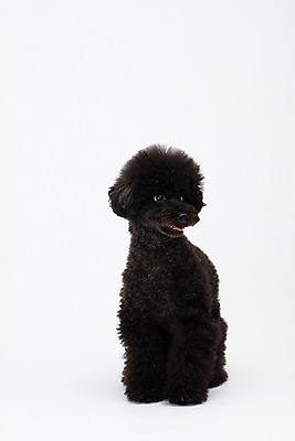 포토 JPG 스튜디오촬영 동물 한마리 반려견 실내 누끼 사람없음 앞모습 반려동물 귀여움 개 강아지 흰배경 푸들 반려 블랙푸들 국내포토 1 뷰포인트 백그라운드 컨셉 포유류 내부 흰색 파일형식
