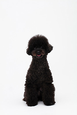 포토 JPG 스튜디오촬영 동물 한마리 반려견 실내 누끼 사람없음 앞모습 반려동물 귀여움 개 강아지 흰배경 푸들 반려 블랙푸들 국내포토 1 뷰포인트 백그라운드 컨셉 포유류 내부 흰색 파일형식